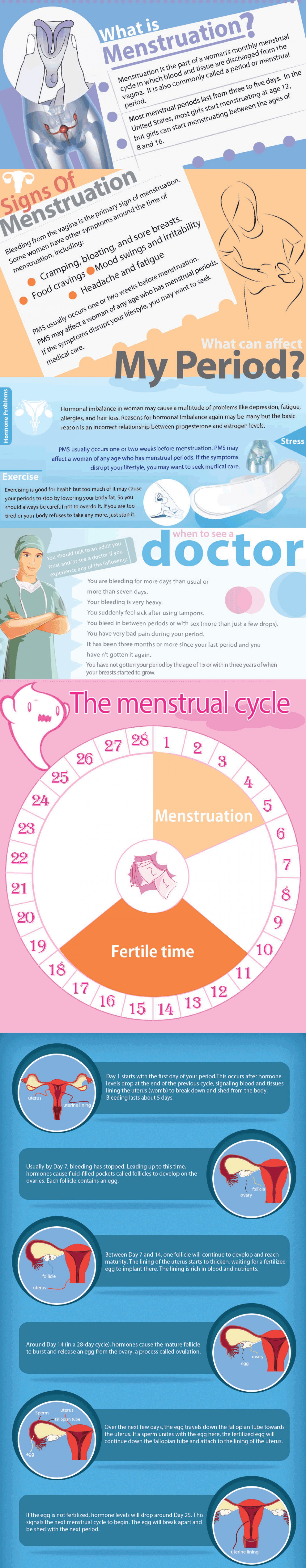 the menstrual cycle infographic